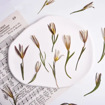 Wholesale DIY Dried Lily Pressed Flowers for Resin Crafts