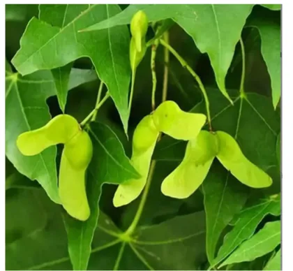 Yuanbao Maple Seed Extract
