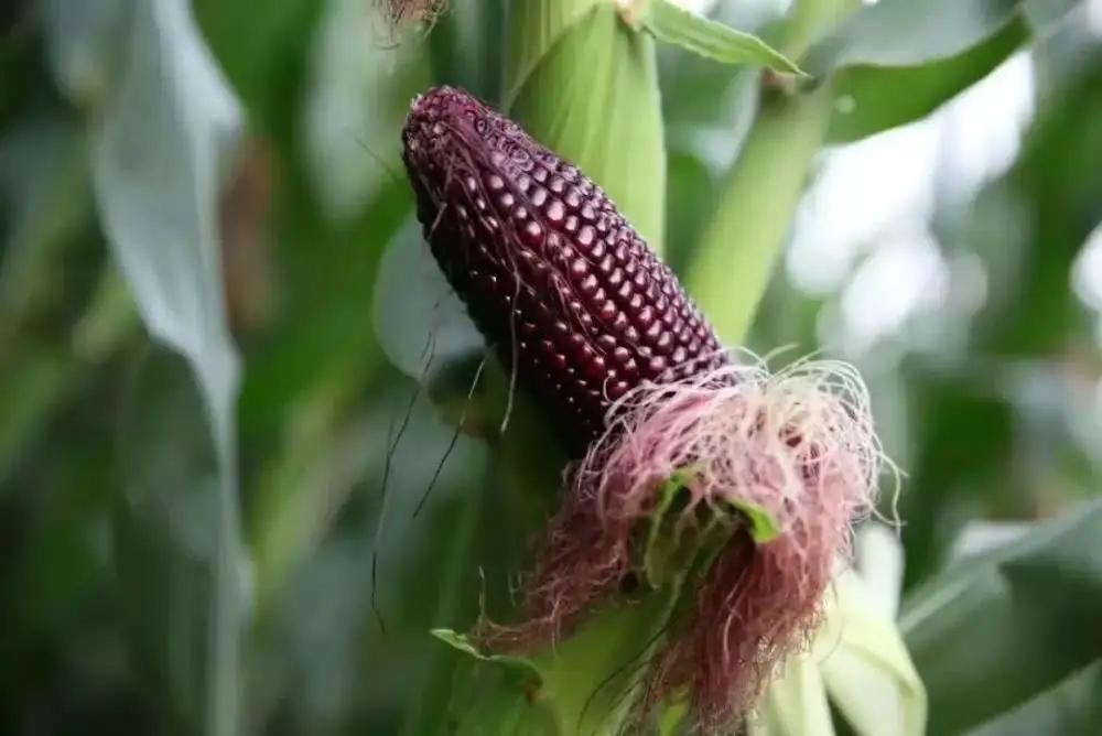 black corn black corn