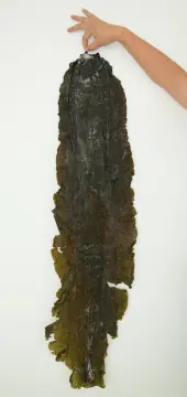 Dried Seaweed Vegetales Baked Whole kelp