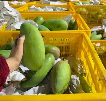 Mango with Sweetness and Distinctive Tropical Flavor