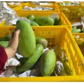 انبه با شیرینی و طعم متمایز استوایی