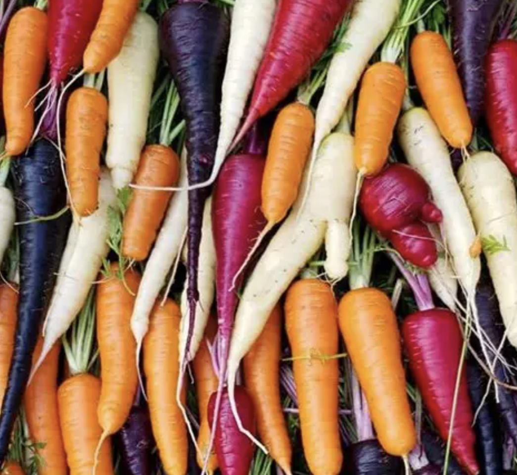 Carrot Powder for Beverages