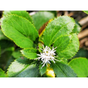 Rhizoma Atractylodis Extract/Langehead Atractylodes Rhizome Extract