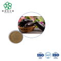 Solanum Melongena Extract Bulk 10:1 for Nutraceuticals