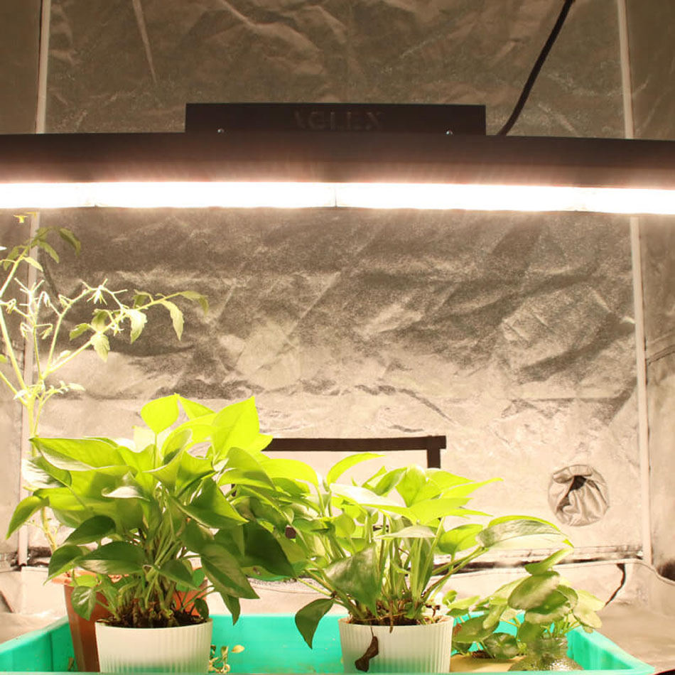 Comemrcial led grow light 3500k para plantas de interior
