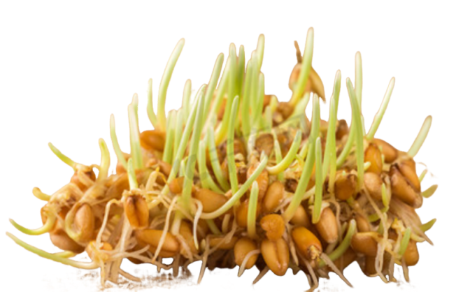 High Activity Alpha Amylase Powde