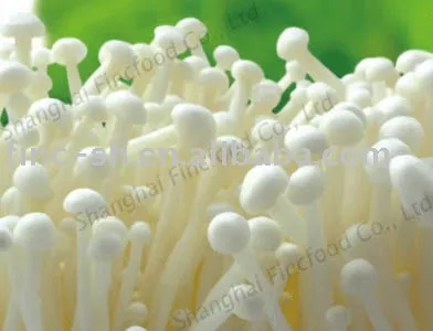 enoki golden needle-fungus