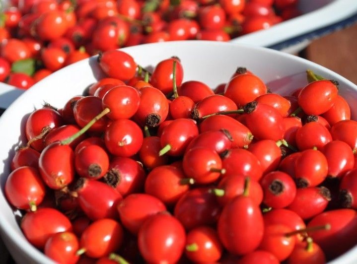 rose hip extract