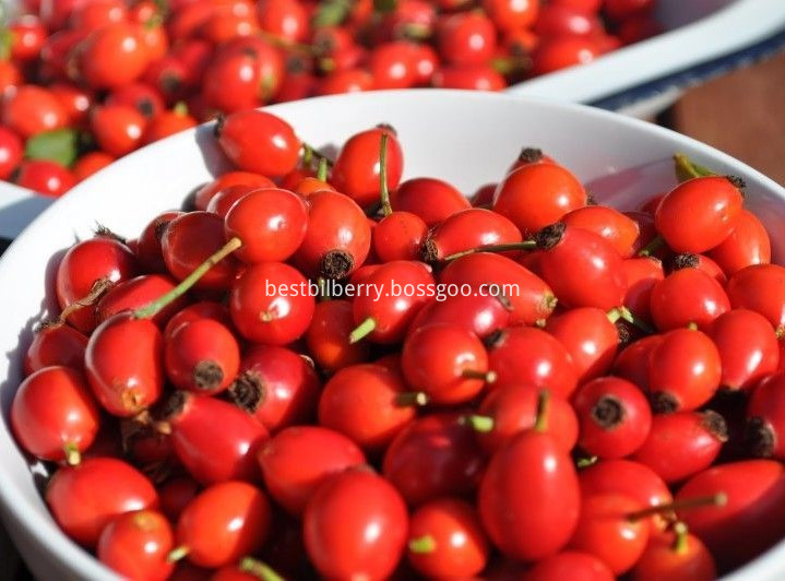 rose hip extract