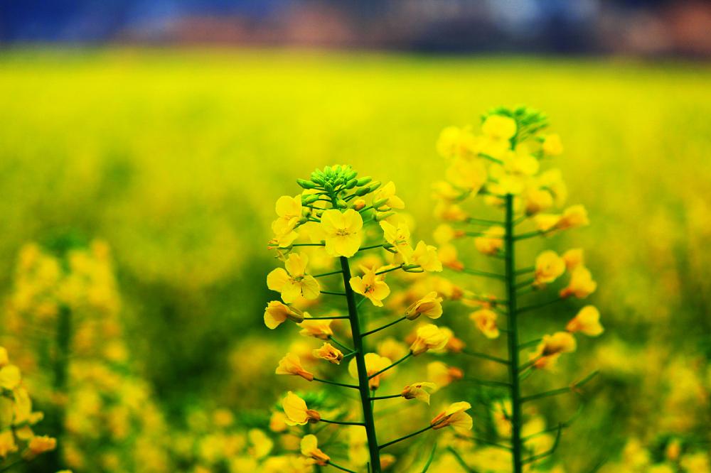 Rapeseeds Phytosterol Powder
