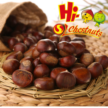New crop Organic fresh Chestnuts ---Raw fresh Chestnut selling