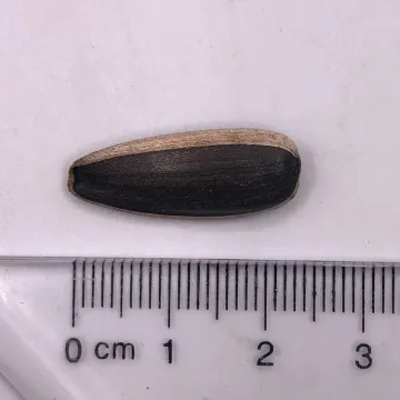 roasted sunflower seeds for human consumption