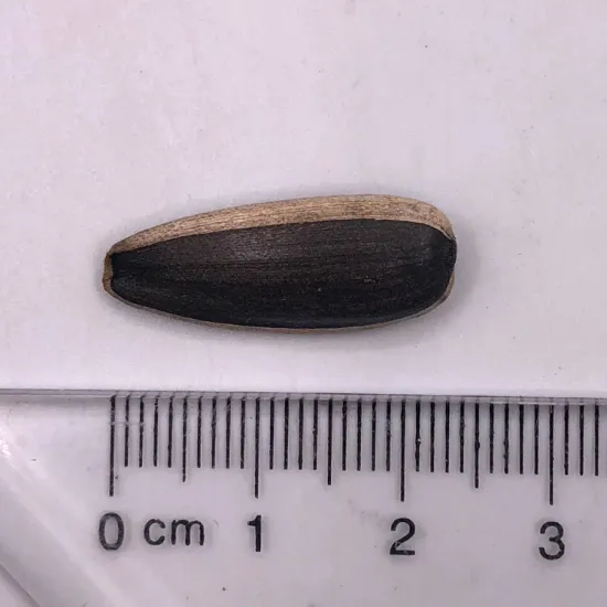 roasted sunflower seeds for human consumption