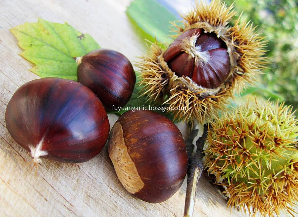 Fresh Chestnut 8