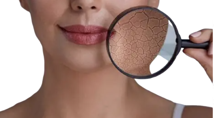 Ceramide Bulk Supplier