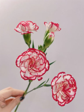 Clavel en spray de melodía de baile