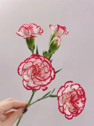 Dance tune spray carnation