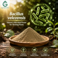 Ingrediente probiótico en polvo de Bacillus Velezensis de alta pureza