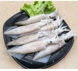 Frozen seafood loligo japonica