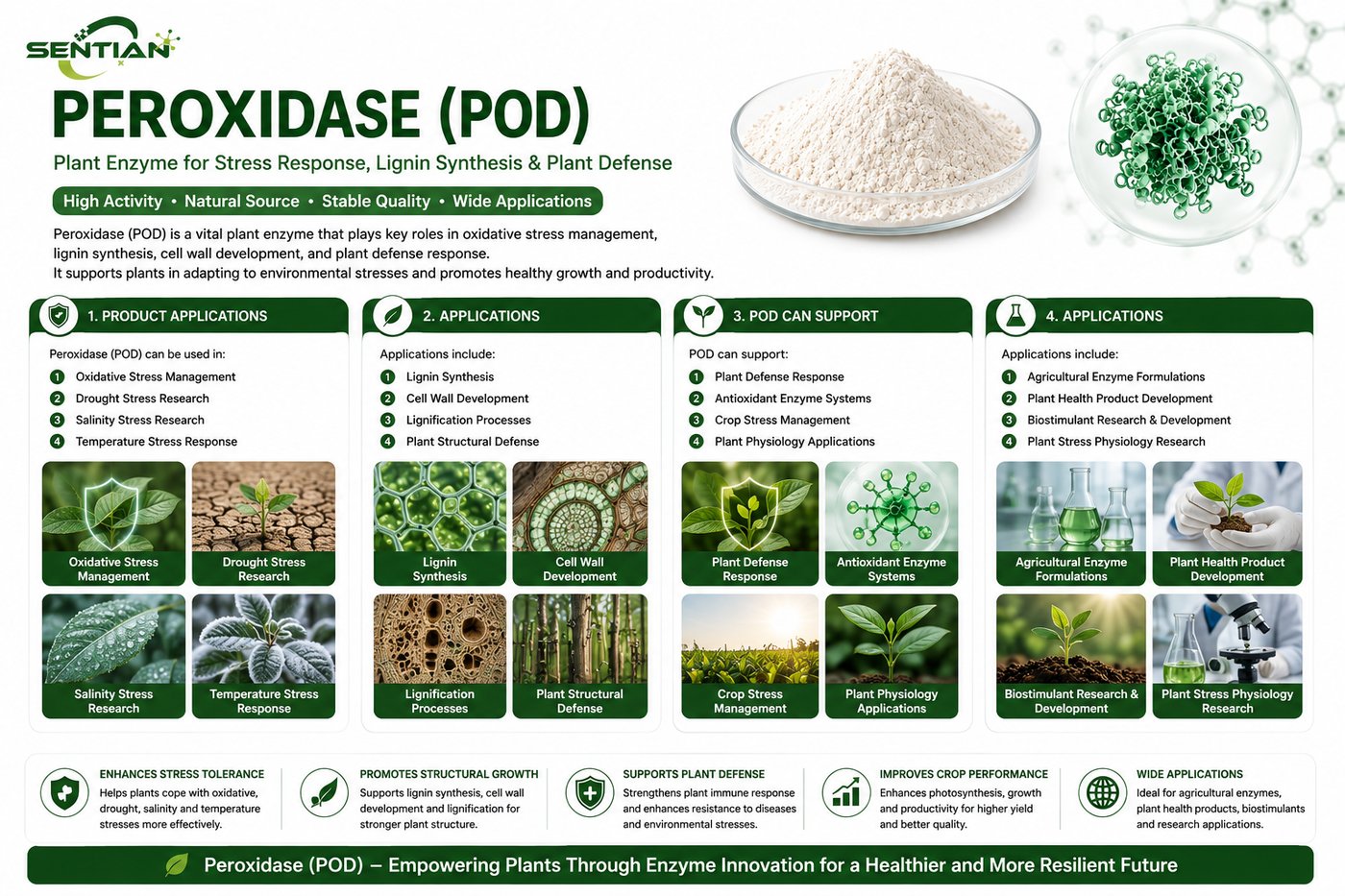 Peroxidase (POD)2