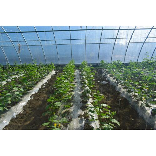 Small Solar Greenhouse Solar Greenhouse Construction Supplier