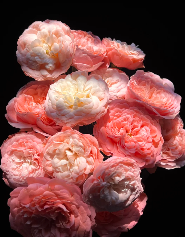 Peach Juice Spray Rose