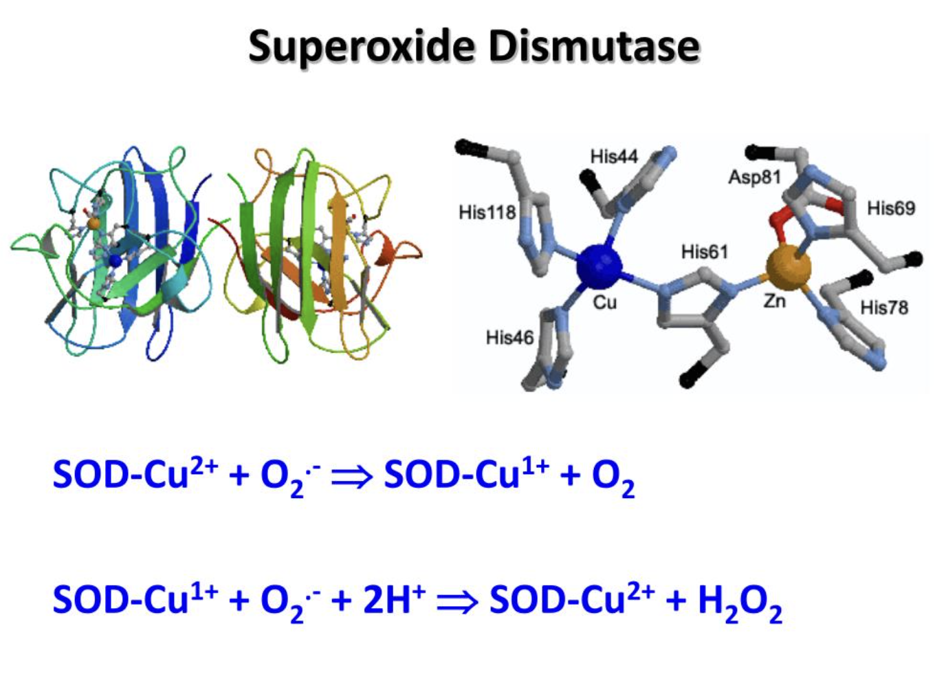 Superoxide Dismutase Enzyme Powder