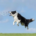 Interactive Pet Flying Saucer Toy