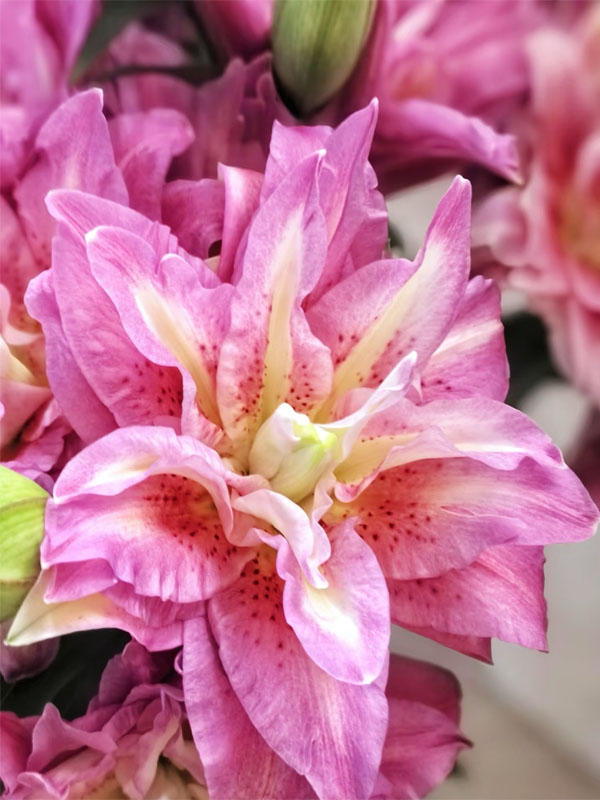 Medusa Double Oriental Lily