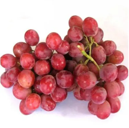 fresh red globe grapes Chinese red grapes  red globe grape