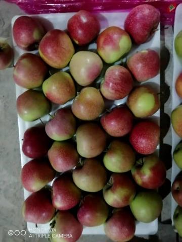 fresh red qinguan apples all season