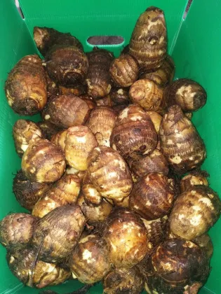 Fresh taro on saleing