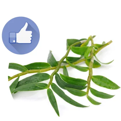 Dendrobium Powder Dendrobium Extract