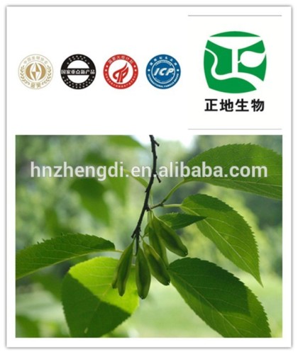 Organic Eucommia Extract Eucommia Extract Powder