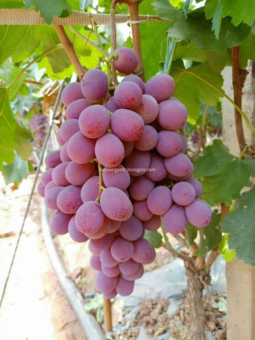 sweet red grapes