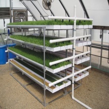 نظام الزراعة المائية Proofeed Growing System