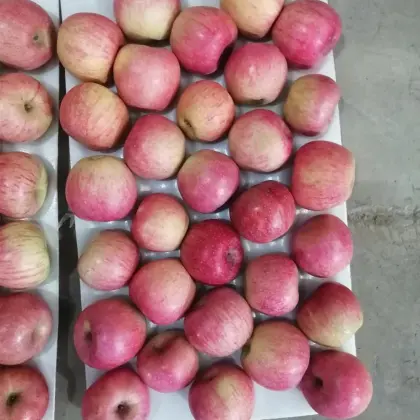 Paper Bagged Qin Guan