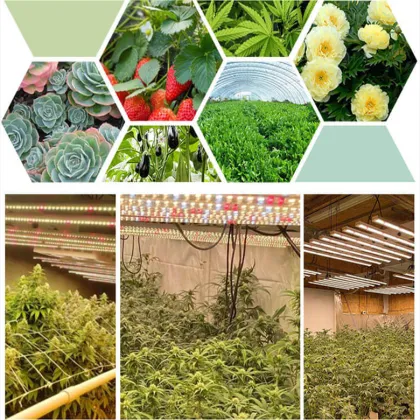 Top 600W COB Led Grow Light Samsung