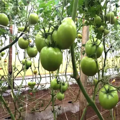 Environmental Beautification Plant Climbing Net