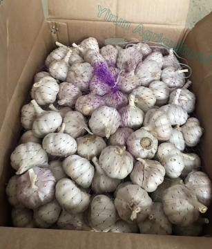 Alho natural fresco de alta qualidade da fonte da fábrica