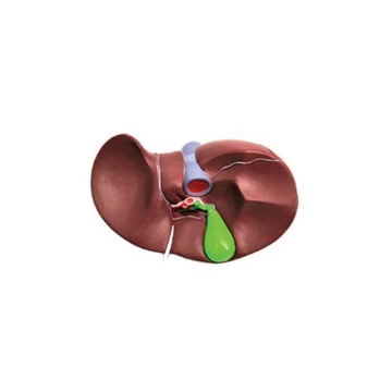 DARHMMY Natural Large Liver Anatomical Model for Medical Science