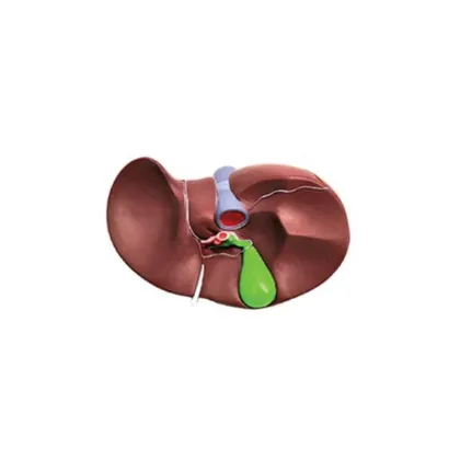 DARHMMY Natural Large Liver Anatomical Model for Medical Science
