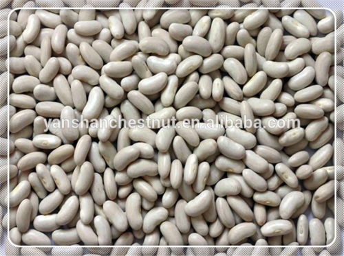 All kinds of sizes white kidney beans