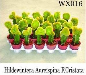 plants