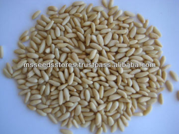 Pine Nuts Kernel