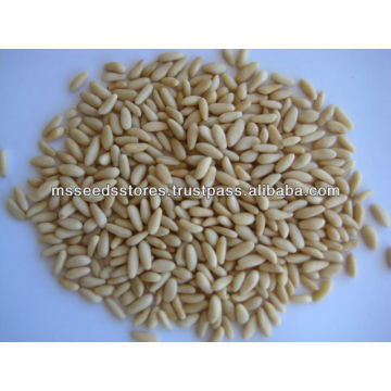 Pakistan Best Quality Pine Nuts Kernel