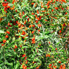 NingXia Spezialtyp Organisch Getrockneter Wolfberry Preis