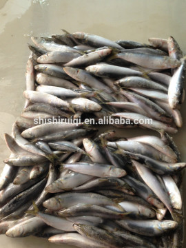Canned Style and Fish Product Type sardine