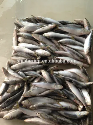 Frozen Fresh Sardines, Pilchard, High Quality NEW ARRIVAL